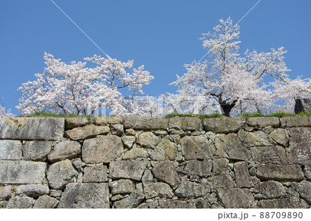 春の津山城 石垣と満開の桜 岡山県津山市山下 春の津山城 石垣と満開の桜 岡山県津山市山下 88709890