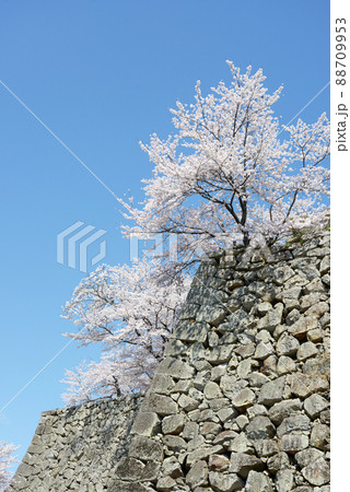 春の津山城　石垣と満開の桜　岡山県津山市山下 88709953