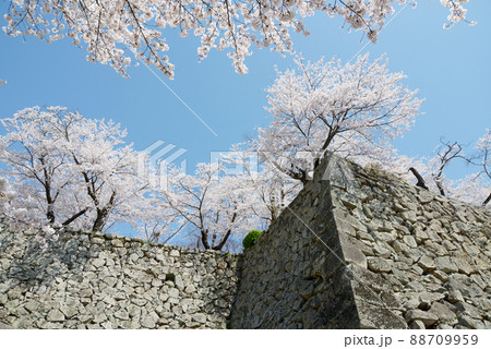 春の津山城　石垣と満開の桜　岡山県津山市山下 88709959