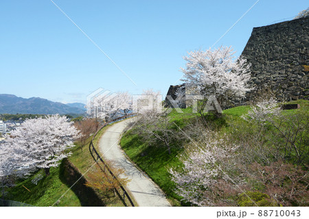 春の津山城 城内の桜 岡山県津山市山下 春の津山城 城内の桜 岡山県津山市山下 88710043
