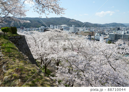 春の津山城 本丸から見た満開の桜 岡山県津山市山下 春の津山城 本丸から見た満開の桜 岡山県津山市山下 88710044