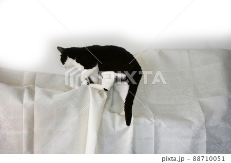 のぼれるかにゃ。猫との暮らし。黒白猫。猫イメージ素材。白バック 88710051