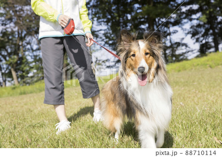 公園で犬の散歩をする若い女性 88710114