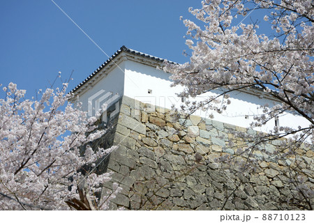 春の津山城　石垣と白塀　岡山県津山市山下 88710123