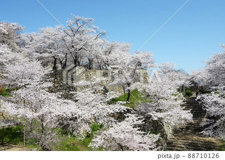 春の津山城　城内の満開の桜　岡山県津山市山下 88710126