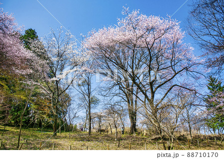 東京都 高尾山 一丁平の千本桜 東京都 高尾山 一丁平の千本桜 88710170