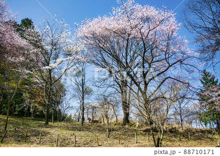 東京都 高尾山 一丁平の千本桜 東京都 高尾山 一丁平の千本桜 88710171