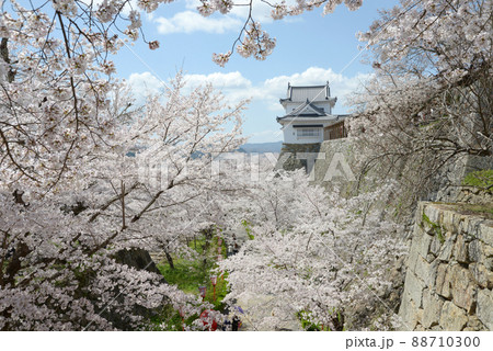 春の津山城 備中櫓と満開の桜 岡山県津山市山下 春の津山城 備中櫓と満開の桜 岡山県津山市山下 88710300