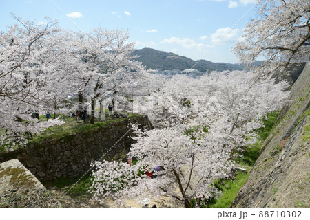 春の津山城　城内の満開の桜　岡山県津山市山下 88710302