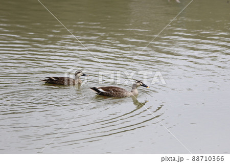 2021日本で一番幸せな町に選ばれた埼玉県鳩山町須江地区の須江大沼を気持ち良さそうに泳ぐ二羽の鴨 88710366
