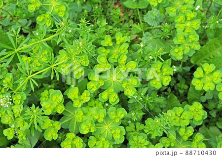 道端に群生する黄緑色の葉が輪生するトウダイグサ 道端に群生する黄緑色の葉が輪生するトウダイグサ 88710430