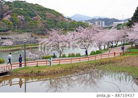 福岡県営中央公園金毘羅池と桜咲くジョギングコース 88710437