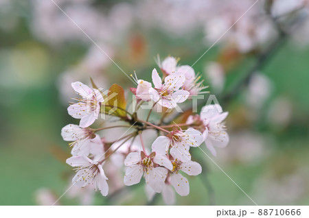 ソメイヨシノとよく似たベニバスモモの花 88710666