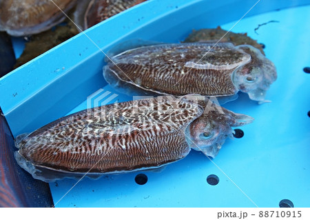 甲イカ イカ 動物 88710915