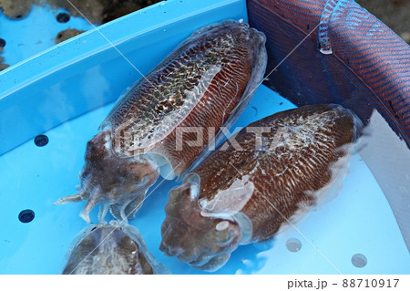 甲イカ イカ 材料 88710917