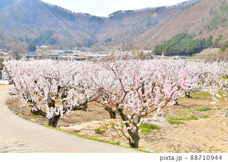 千曲市あんずの里周辺(長野県千曲市)【2022.4】 88710944