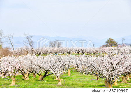 千曲市あんずの里周辺(長野県千曲市)【2022.4】 88710947