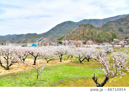 千曲市あんずの里周辺(長野県千曲市)【2022.4】 88710954