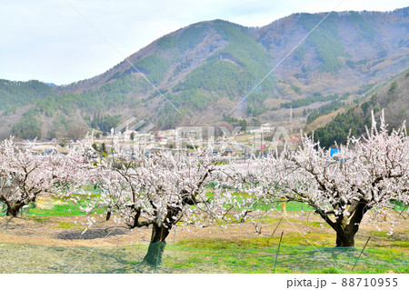 千曲市あんずの里周辺(長野県千曲市)【2022.4】 88710955