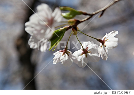 桜 花 植物 88710967
