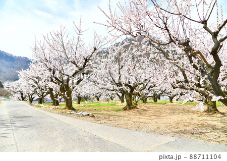 千曲市あんずの里周辺(長野県千曲市)【2022.4】 88711104