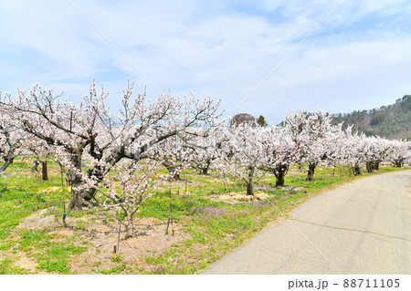 千曲市あんずの里周辺(長野県千曲市)【2022.4】 千曲市あんずの里周辺(長野県千曲市)【2022.4】 88711105