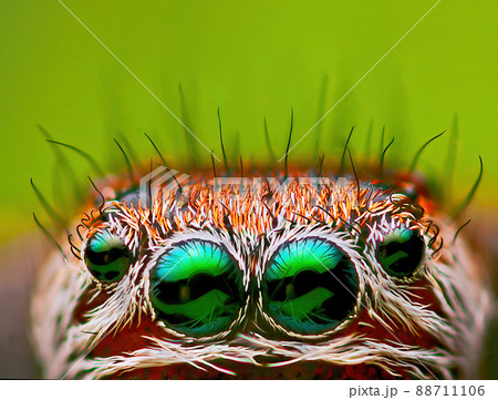 Scary eyes of jumping spider with empty space for text Scary eyes of jumping spider with empty space for text 88711106