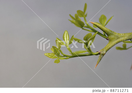 Trifoliate orange Trifoliate orange 88711271