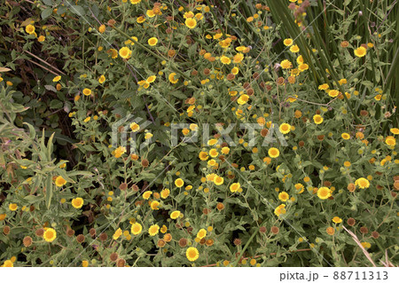 Yellow flower clump, cat's-grass.Pulicaria dysenterica. Spring time 88711313