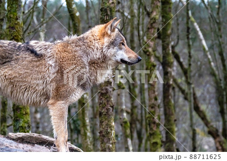 Close up of an adult wolve roaming in the forest 88711625