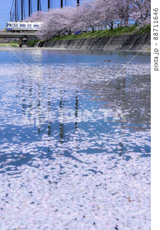 桜の花びら絨毯 桜の花びら絨毯 88711646