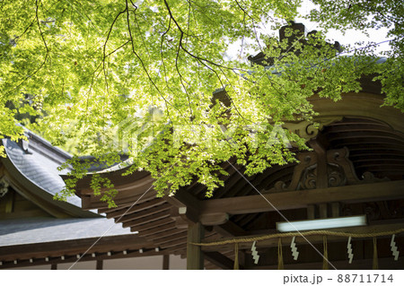 大阪府東大阪市出雲井町にある枚岡神社の新緑の青紅葉 大阪府東大阪市出雲井町にある枚岡神社の新緑の青紅葉 88711714