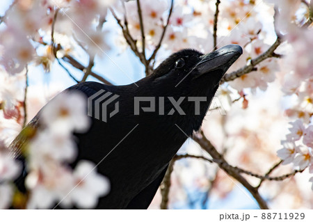 満開の桜とハシブトガラス 満開の桜とハシブトガラス 88711929