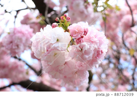 ピンク色のハート型の桜 ピンク色のハート型の桜 88712039