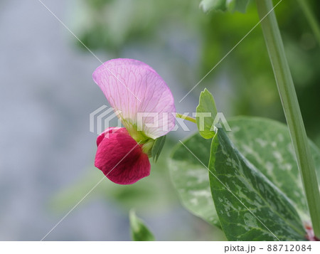 赤とピンクのかわいい豌豆の花 赤とピンクのかわいい豌豆の花 88712084