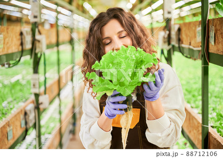 Happy female gardener eating fresh lettuce plant and closing eyes from pleasure. Joyful young woman in garden gloves tasting leafy greens in greenhouse. 88712106