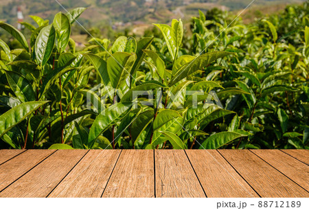 Wooden board empty table in front of Green tea plantation landscape Wooden board empty table in front of Green tea plantation landscape 88712189