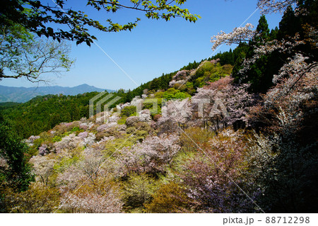 吉野山 桜 吉野山 桜 88712298