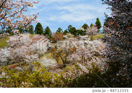 吉野山　桜 88712335