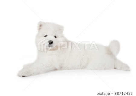 Samoyed puppy dog lying over white Samoyed puppy dog lying over white 88712455