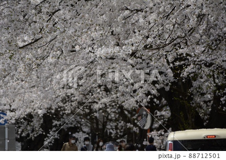 白石川堤一目千本桜 88712501