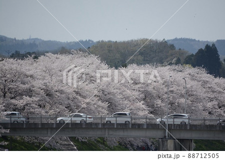 白石川堤一目千本桜 88712505