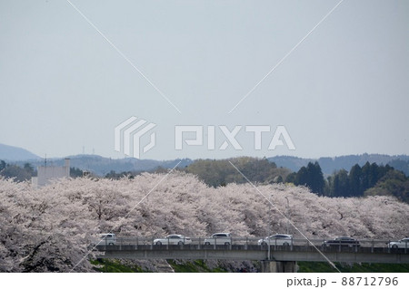 白石川堤一目千本桜 白石川堤一目千本桜 88712796