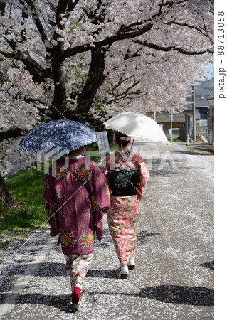 桜の回廊を歩く着物を着た日本人女性 88713058