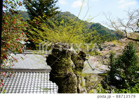 長谷寺　桜　奈良県 88713579