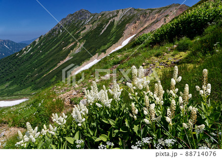北アルプス・岩苔乗越のコバイケイソウと水晶岳 88714076