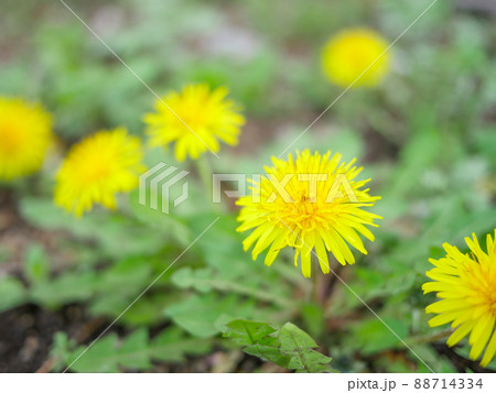 タンポポ1 タンポポ1 88714334