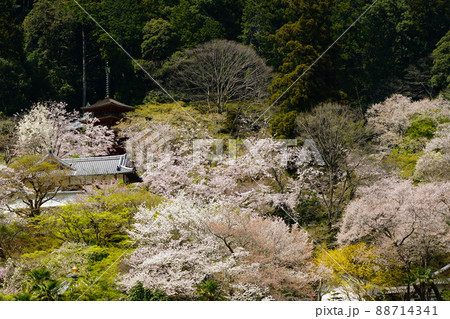 長谷寺　桜　奈良県 88714341