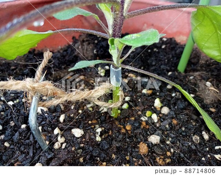 接ぎ木苗のナスの繋ぎ目 88714806