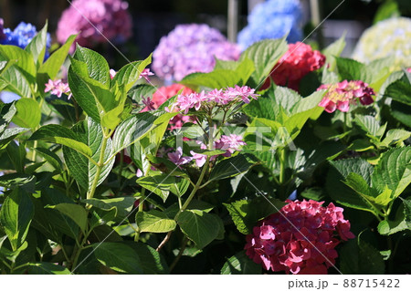 アジサイ 0169 アジサイ 0169 88715422